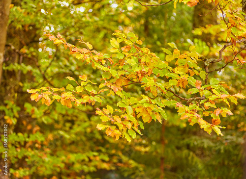 Autumn tree with yellow fall leaves
