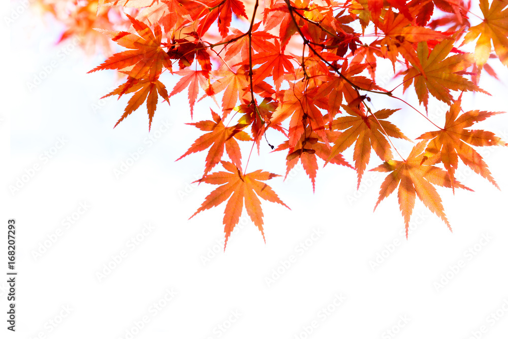 the beautiful autumn color of Japan red maple .leaves on white background the beautiful autumn color of Japan red maple .leaves on white background
