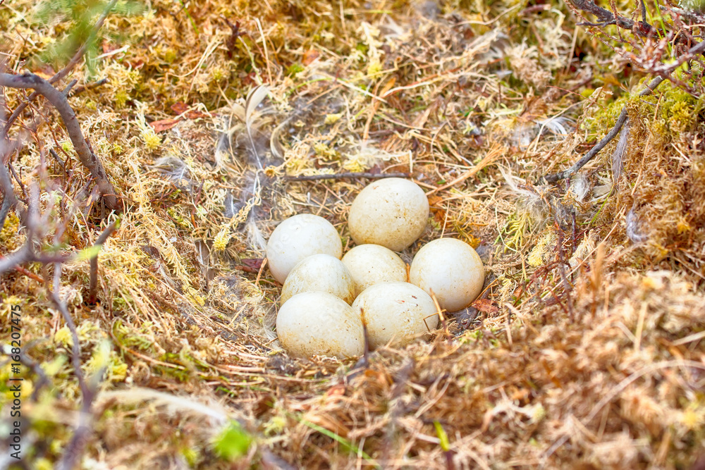 Obraz premium Marsh owl (Asio flammeus) nest