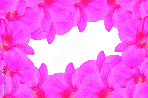 pink orchid © thawornnurak