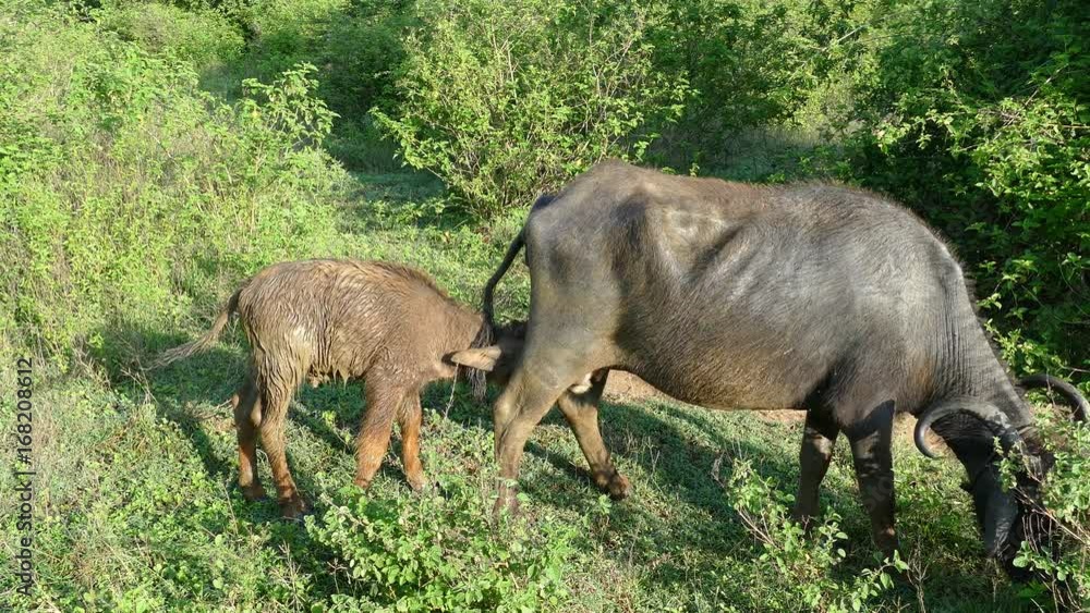 Water buffalo feeding her baby in Udawalawe national Park in Sri Lanka Water buffalo feeding her baby in Udawalawe national Park in Sri Lanka