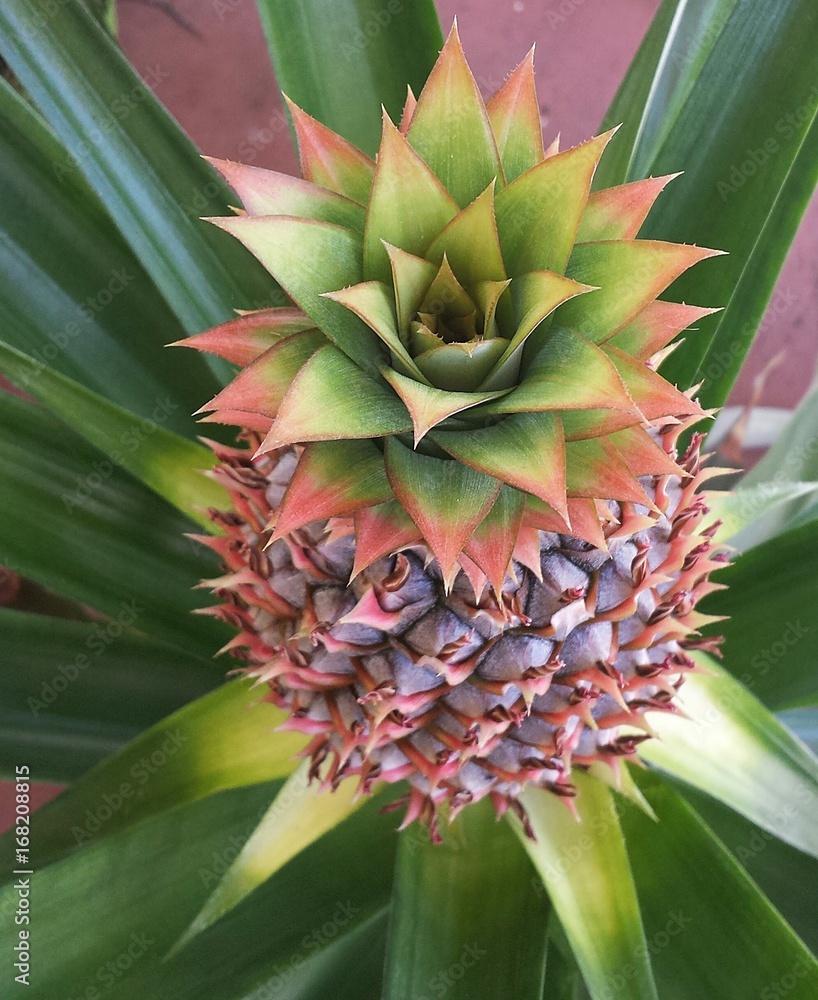 Fototapeta premium Pineapple growing in Florida garden, closeup 
