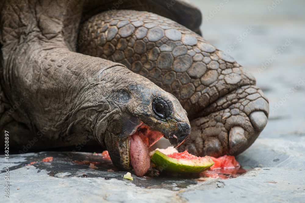 Fototapeta premium Aldabra giant tortoise
