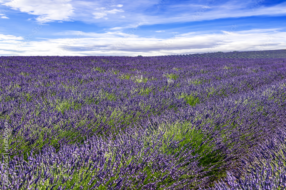 Blooming lavender field