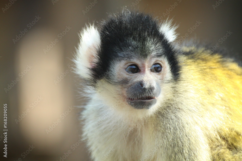 Naklejka premium Animaux 2017