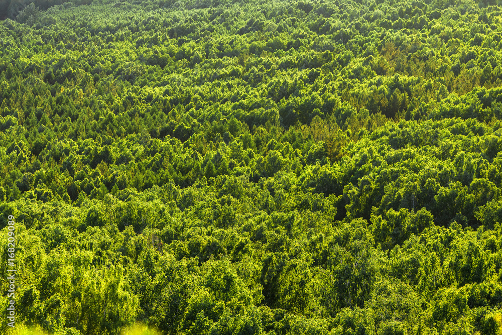aerial view of forest tree tops