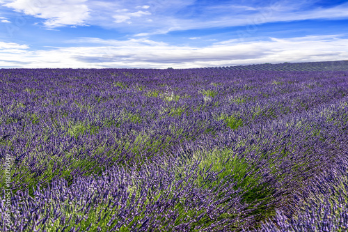 Blooming lavender field