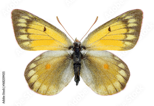 Butterfly Colias hyperborea (female) on a white background photo