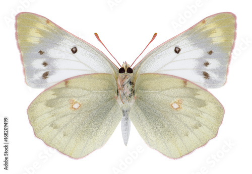 Butterfly Colias chlorocoma  female   underside  on a white background