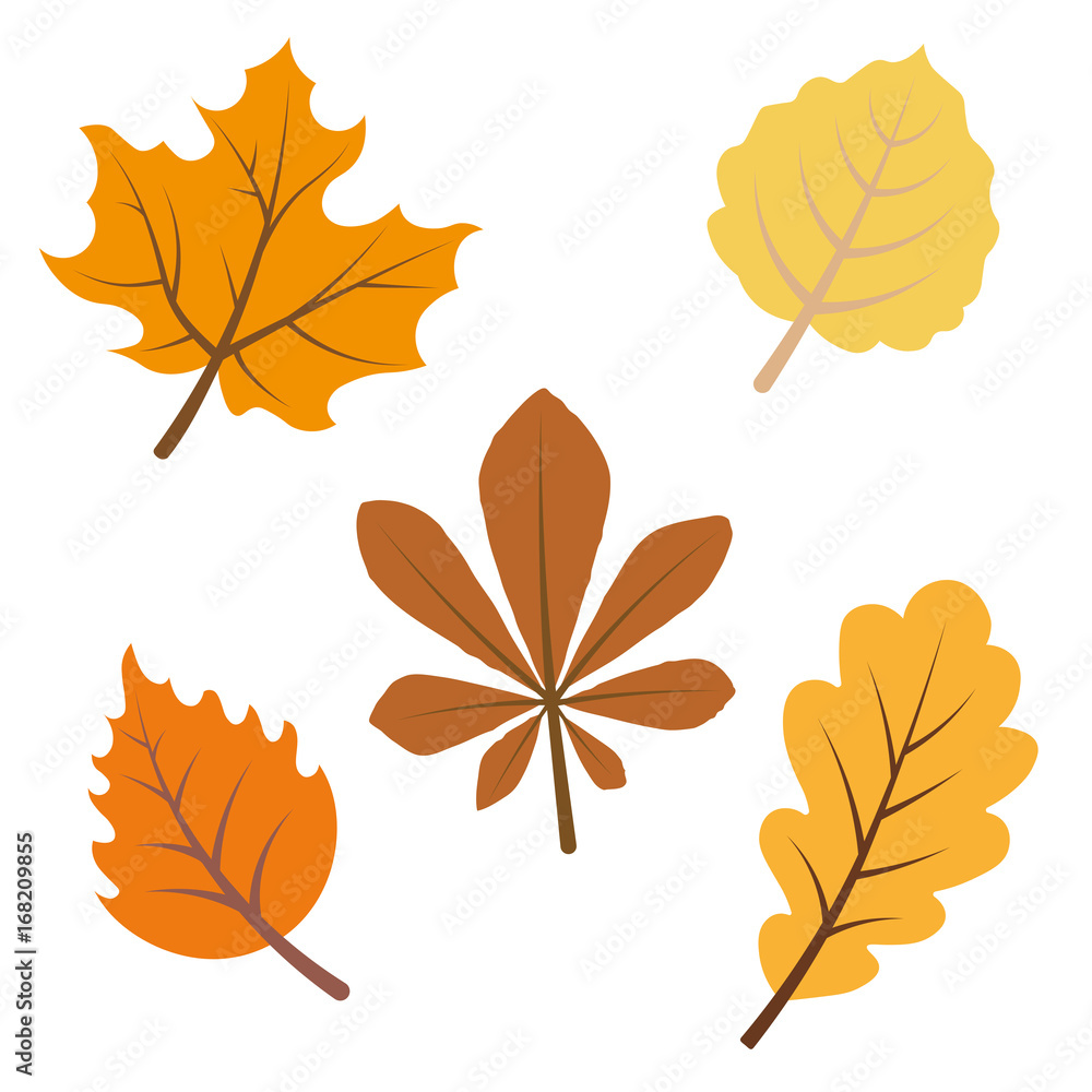 Naklejka premium Fall leaves isolated on white vector illustration