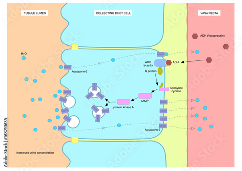mechanism of action of ADH (antidiuretic hormone), o vasopressin