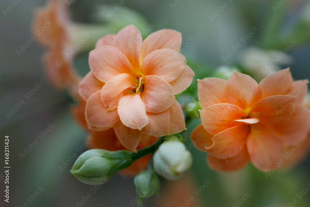 Blüten der Kalanchoe, Flammendes Käthchen, Madagaskarglöckchen, Brutblatt