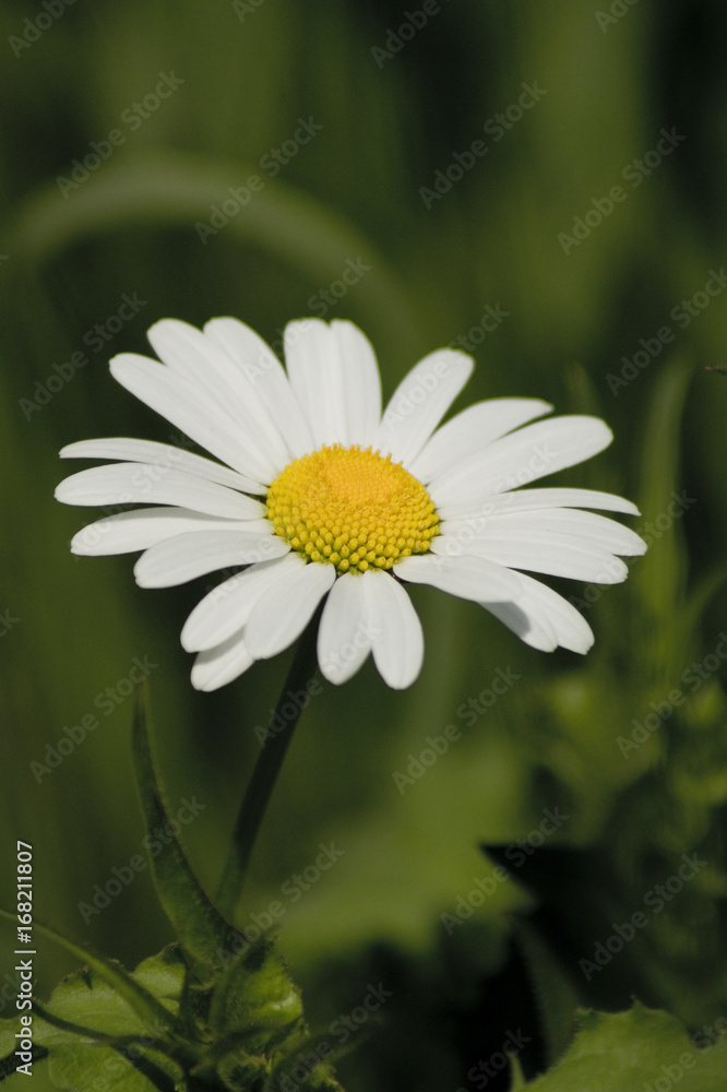 Fototapeta premium Gänseblümchen