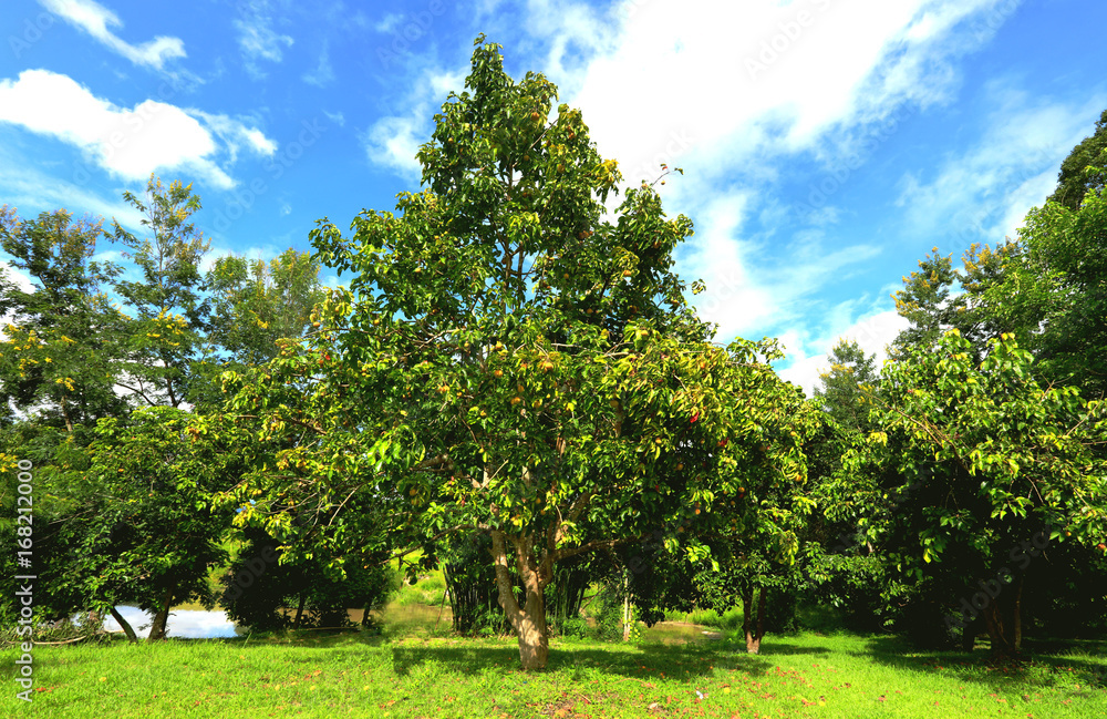 Beautiful Santol tree and blue sky, background, green and blue 