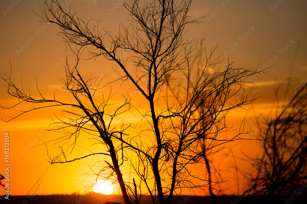 Silhouette of tree branches at the golden sunset Silhouette of tree branches at the golden sunset