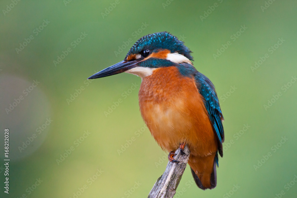 Fototapeta premium Common kingfisher. Soft green diffuse background.
