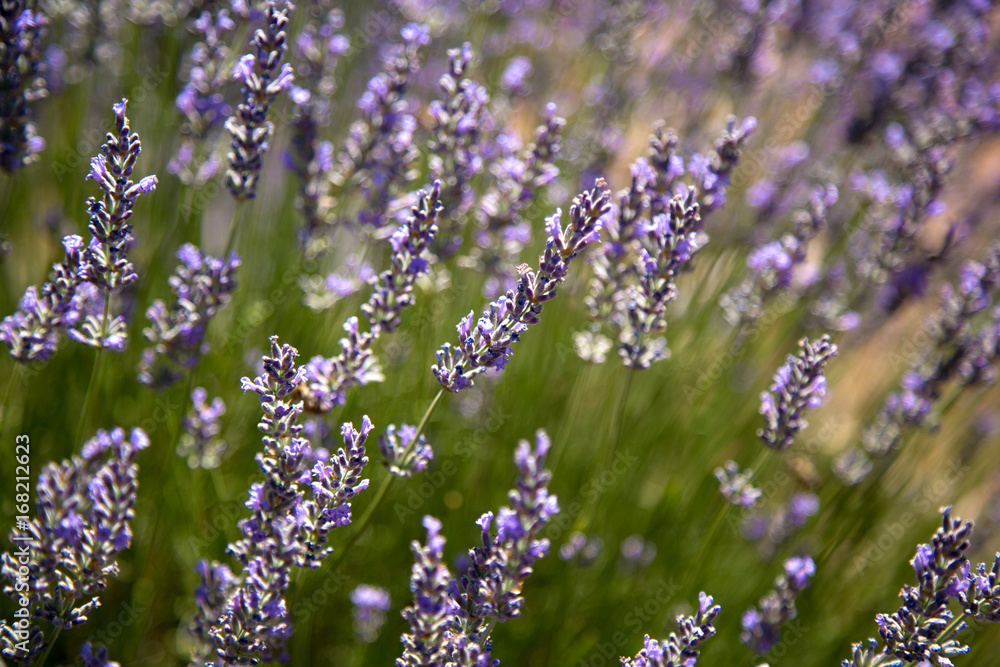 Fototapeta premium lavanta tarlası