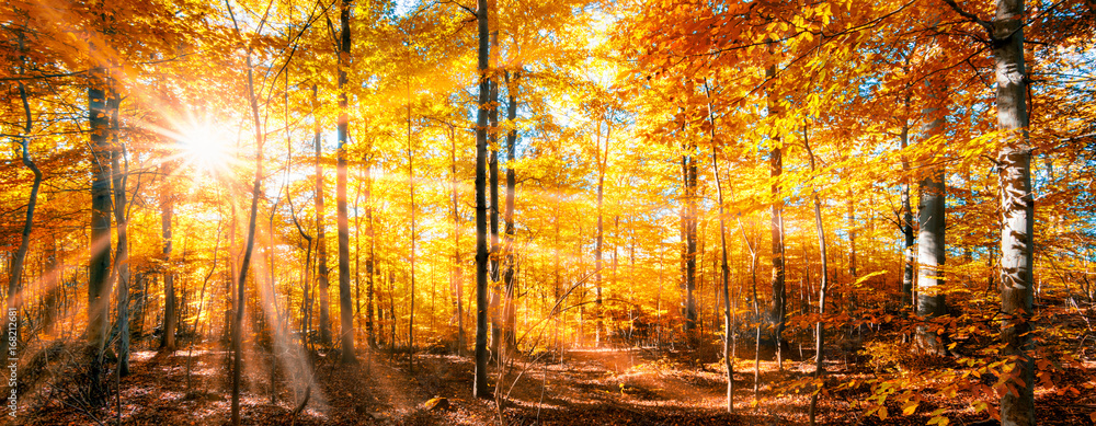 Naklejka premium Lasowa panorama w złotej jesieni