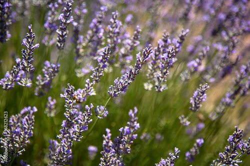 Fototapeta Naklejka Na Ścianę i Meble -  lavanta tarlası
