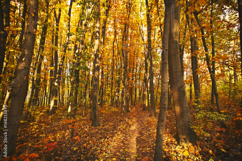 Obraz premium The beautiful morning in the misty autumn forest