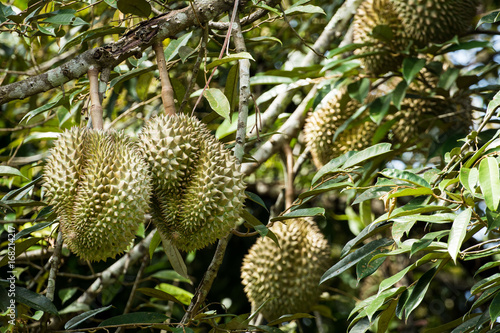Fresh durian on the tree  king of fruit