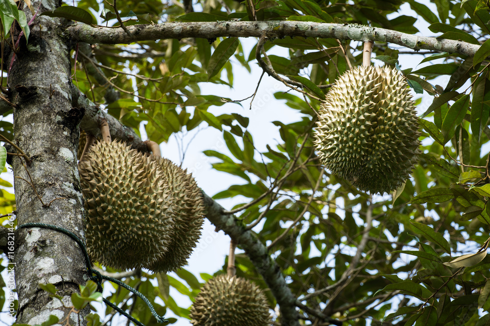 Fresh durian on the tree, king of fruit Fresh durian on the tree, king of fruit