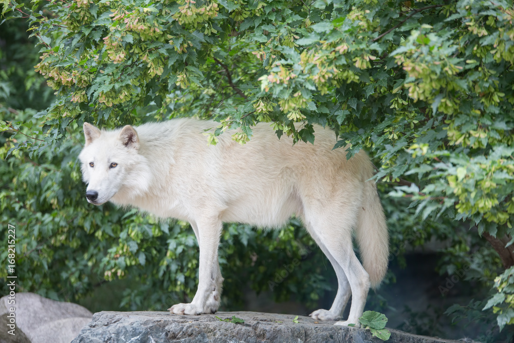 Fototapeta premium Arctic wolf standing on rocky cliff