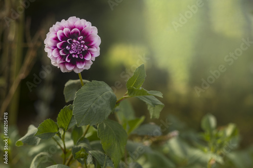 Fototapeta Naklejka Na Ścianę i Meble -  White And Pink Dahlia Flower