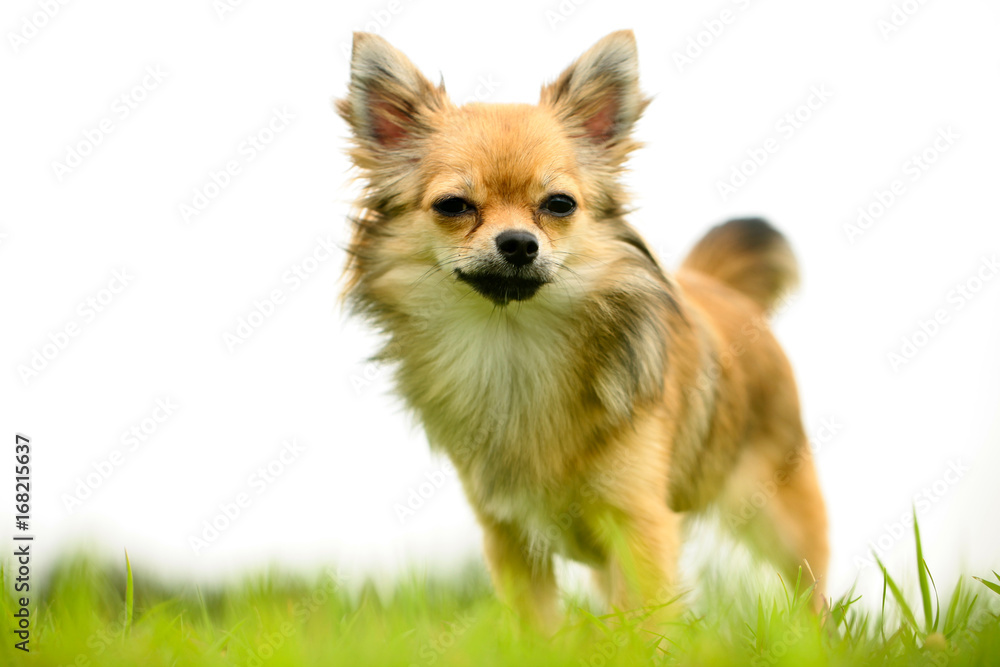 Long hair Chihuahua standing on green lawns with white background