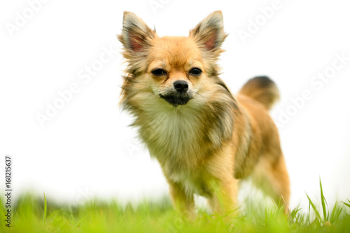 Long hair Chihuahua standing on green lawns with white background