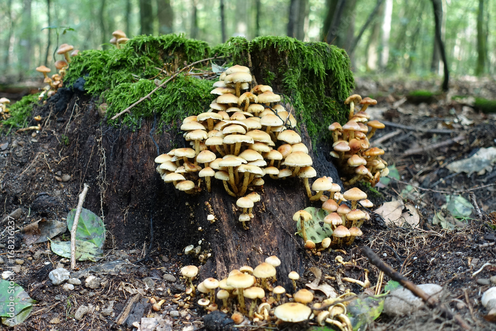 mushrooms on a tree stump in a german forest near cologne on a sunny day , late summer mushrooms on a tree stump in a german forest near cologne on a sunny day , late summer