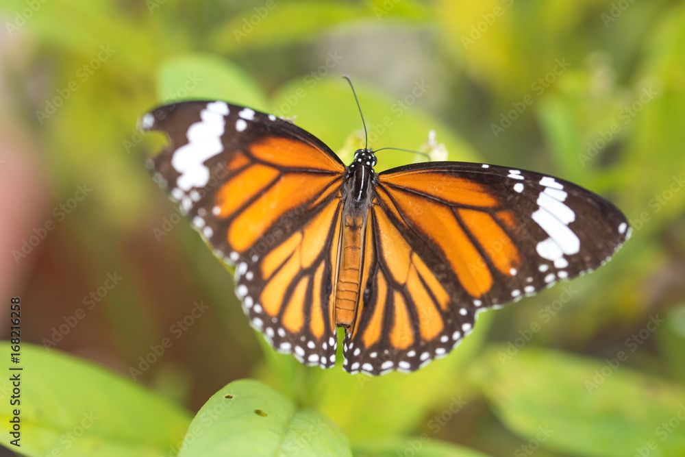 butterfly butterfly