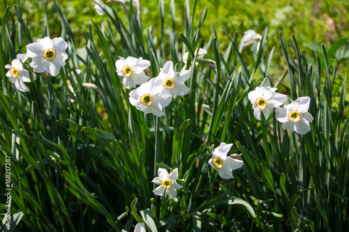 White narcissus flower on flowerbed in garden. Narcissus poeticus