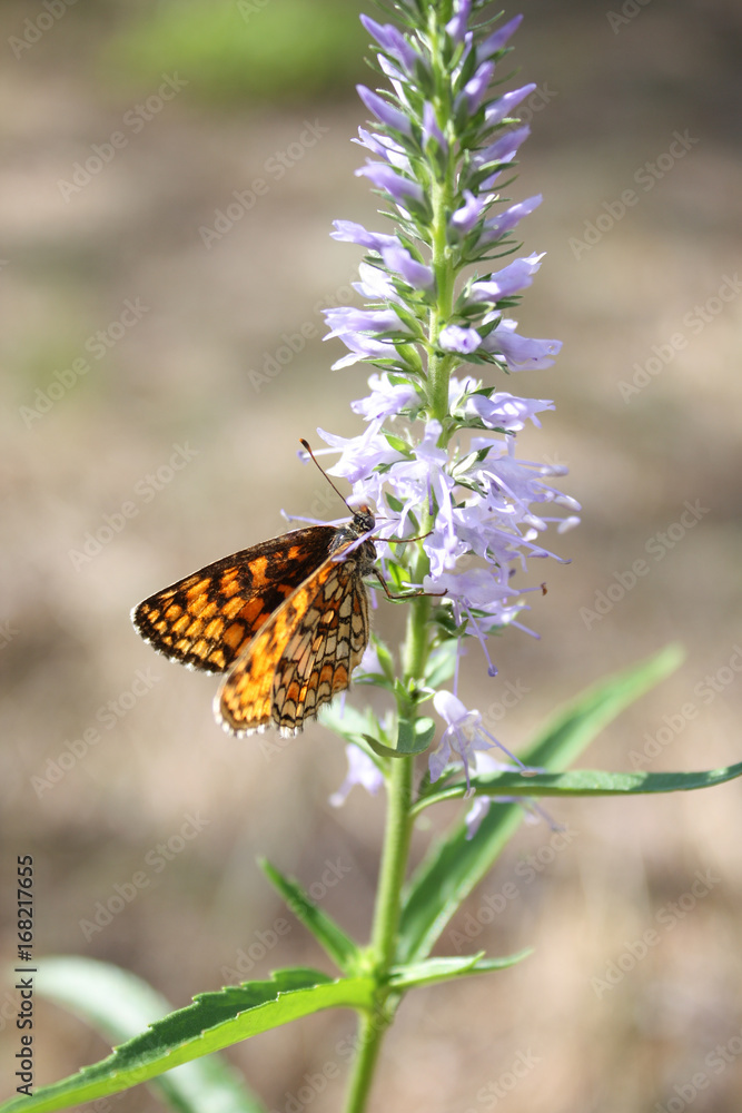 Obraz premium Yellow butterfly on a flower.