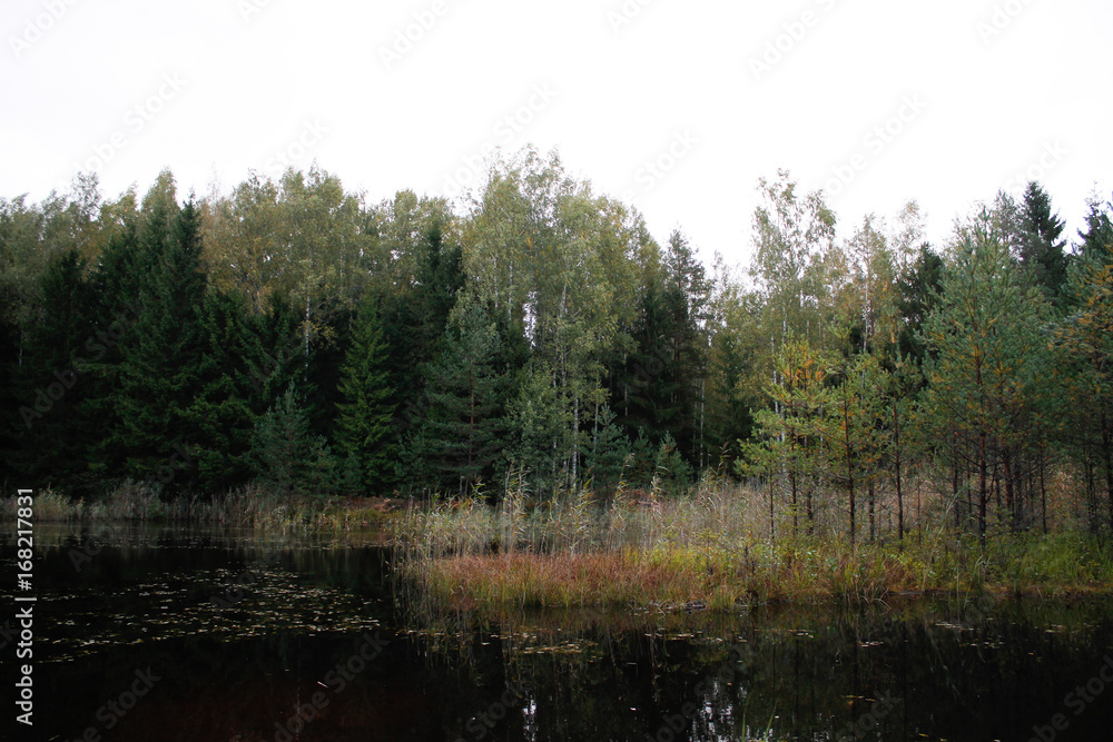Nature forest with small lake pond.