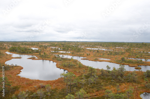 Landscape from view tower in swamp.