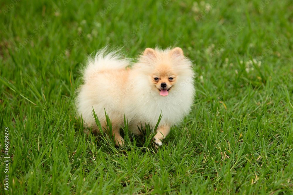 Pomeranian puppies standing on green lawns happily