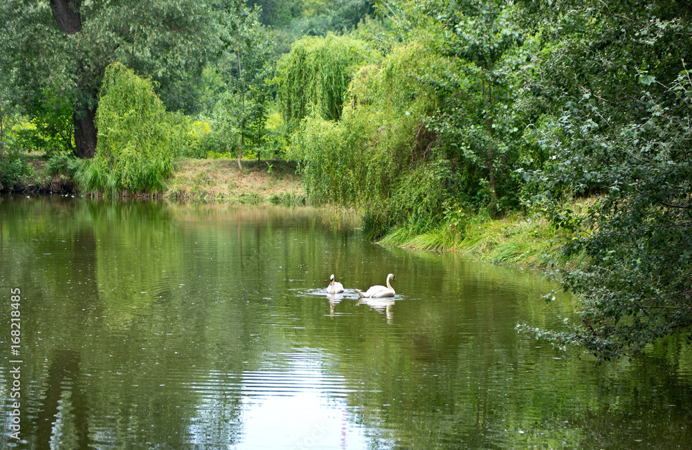 Lake with white swans Lake with white swans