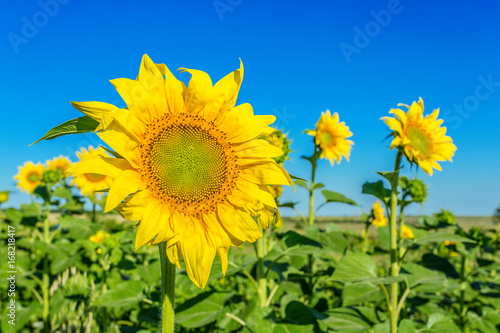 Yellow field of sunflowers