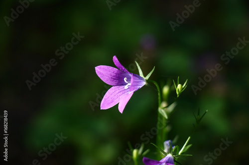 Wild single campanula./The wild single violet brightly shined campanula against a dark background.