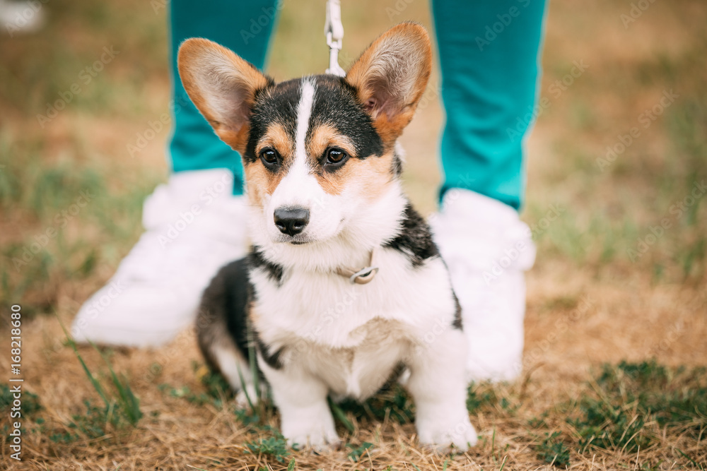 Portrait of puppy Welsh Corgi dog Portrait of puppy Welsh Corgi dog