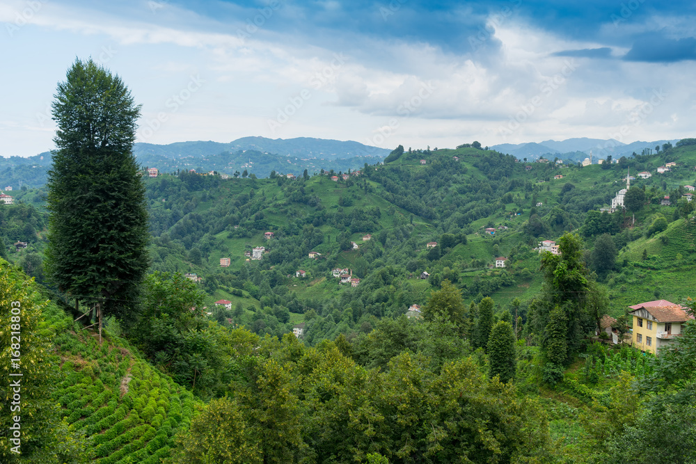 Fototapeta premium Tea Plantation Landscape, Rize, Turkey