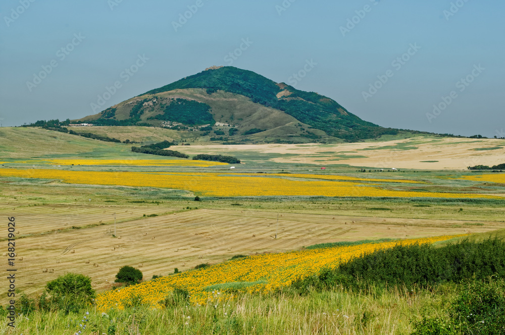Obraz premium Fields with blooming sunflower