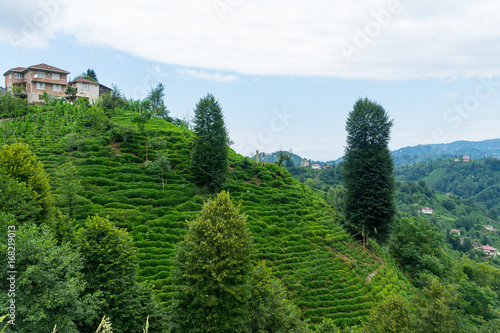 Tea Plantation Landscape  Rize  Turkey