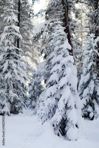 A beautiful winter landscape snow covered tree.