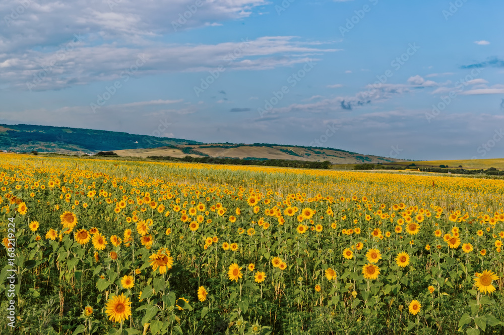 Fields with blooming sunflower