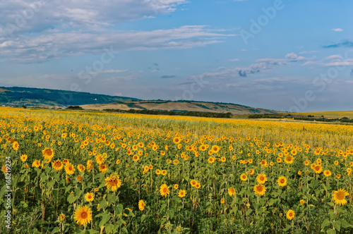 Fields with blooming sunflower