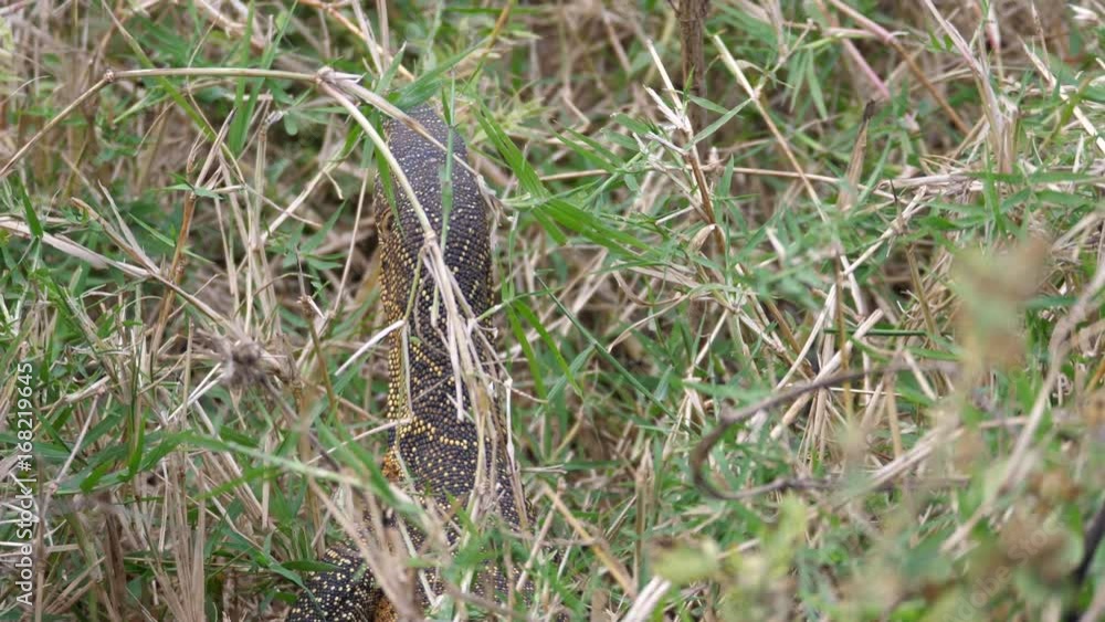 Nile monitor looking around in the bush at Waterberg South Africa Nile monitor looking around in the bush at Waterberg South Africa