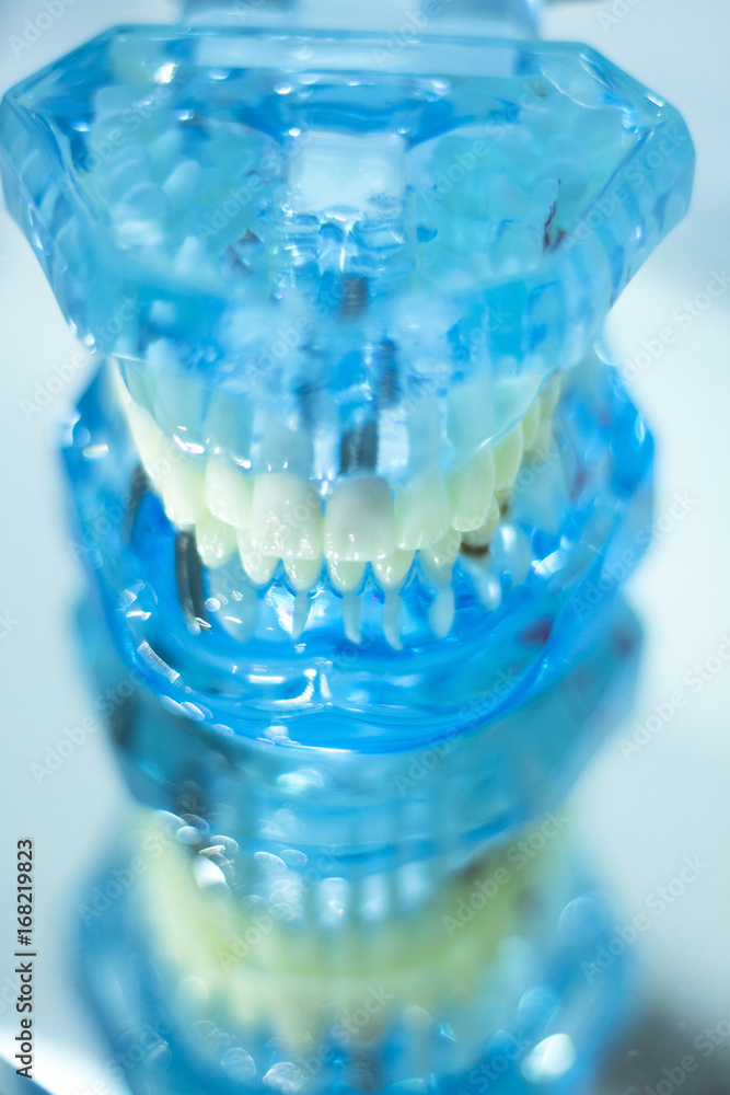 Dental teeth student model Dental teeth student model