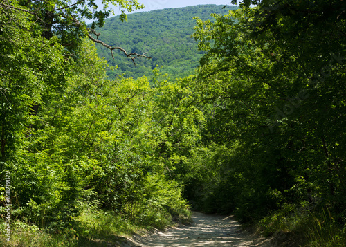 Beautiful green forest, summer nature   © MFcreated